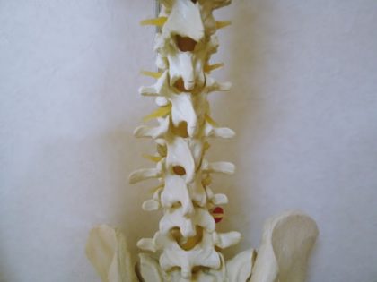 椎間板や関節の異常が原因の可能性もあります
